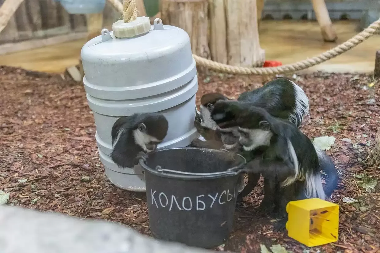Свободный выгул. Экскурсия из цикла «Другой зоопарк»
